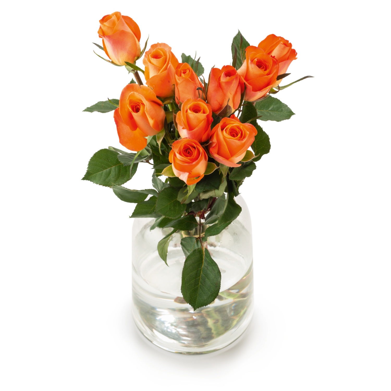 FAIRTRADE Edelrosen