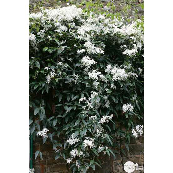 Clematis armandii: ctr de 3 Litres