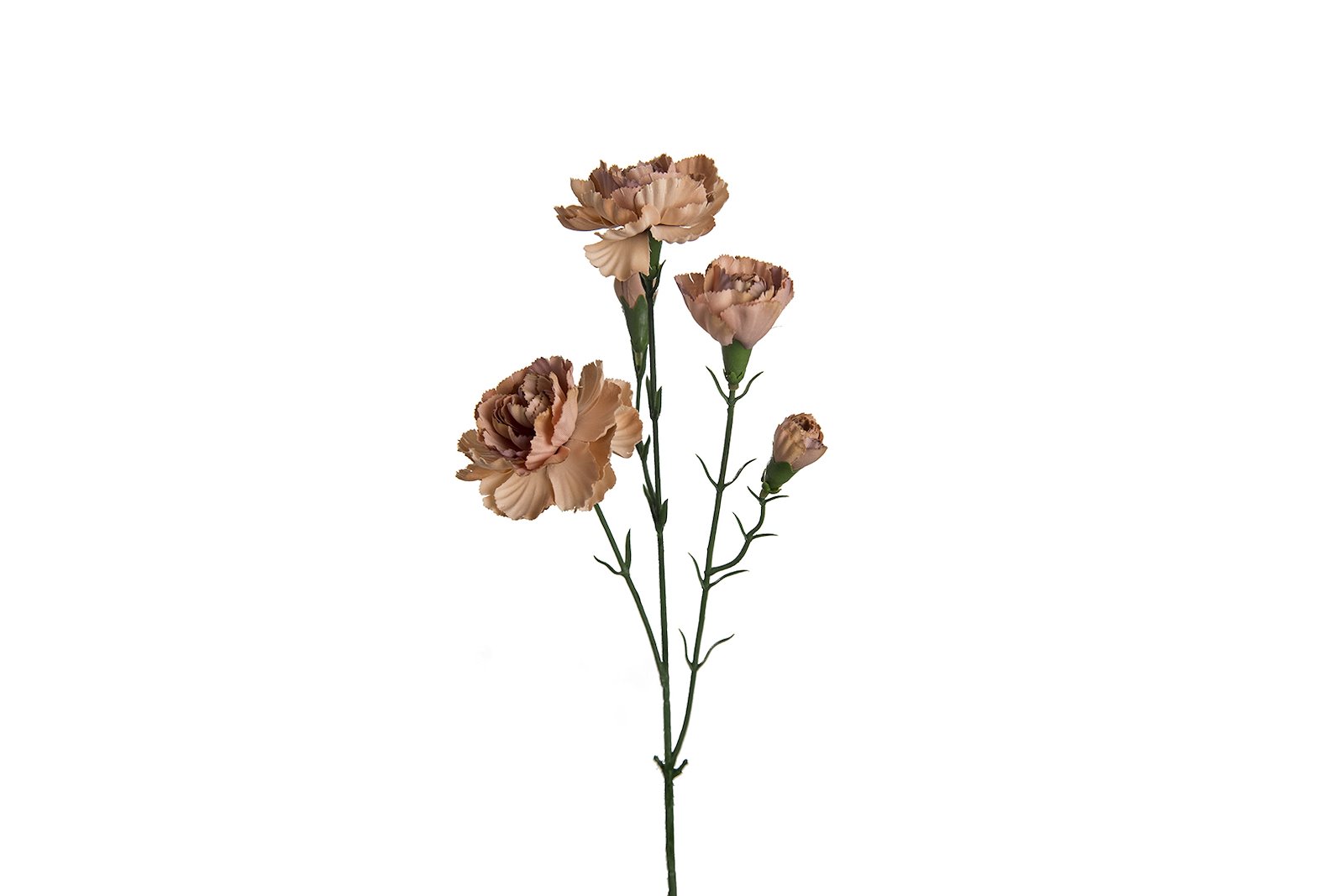 Nellik stilkblomst Grønn/Mørk beige H65 cm