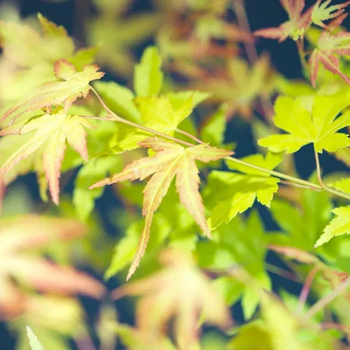 Acer palmatum 'Orange Dream' Japansk lønn 'Orange Dream' Høyde 125 cm
