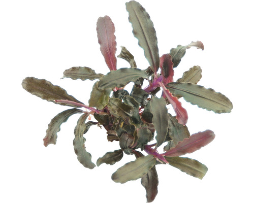 Bucephalandra-soort - Bucephalandra sp. 'Red Scorpion'
