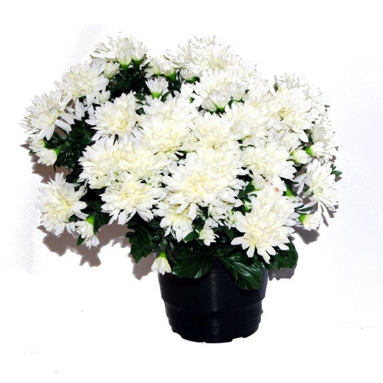 Pot de chrysantheme pomponette crème , H32CM - L36Cm, 2Kg