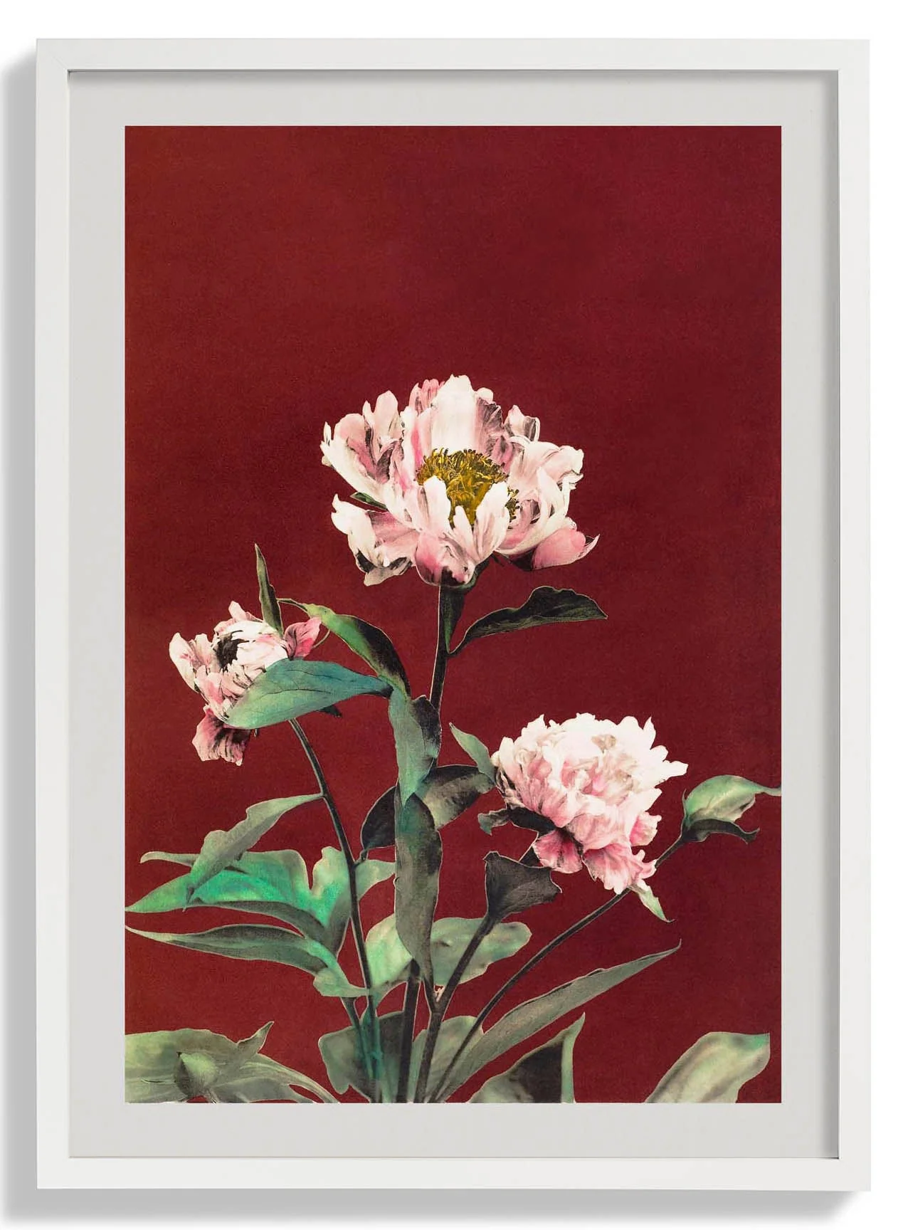 Hämorrhagische Pfingstrose von Ogawa Kazumasa