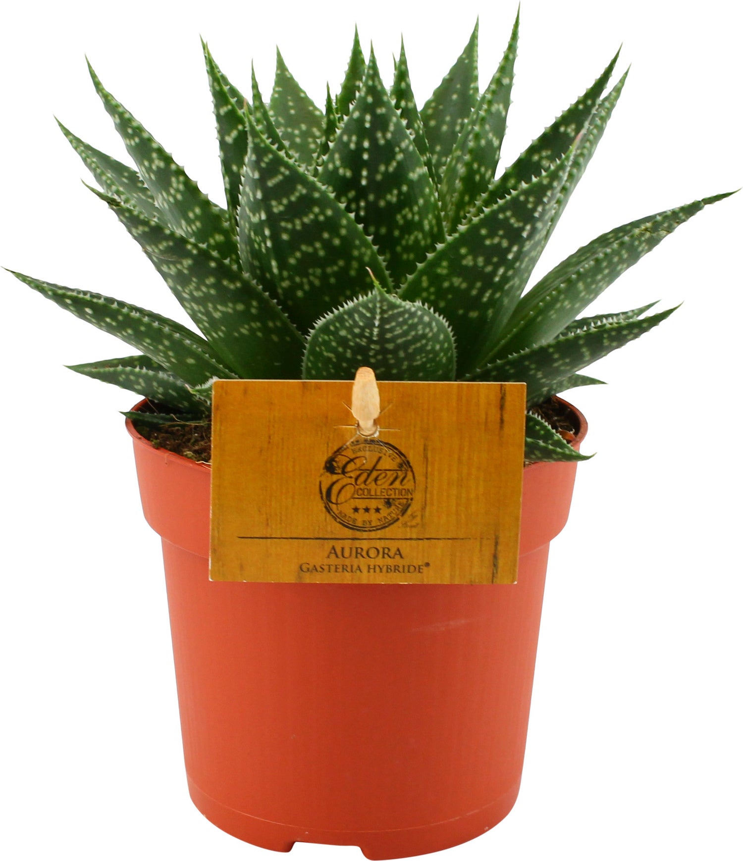 Gasteria (Gasteria 'Aurora') D 10,5 H 15 cm