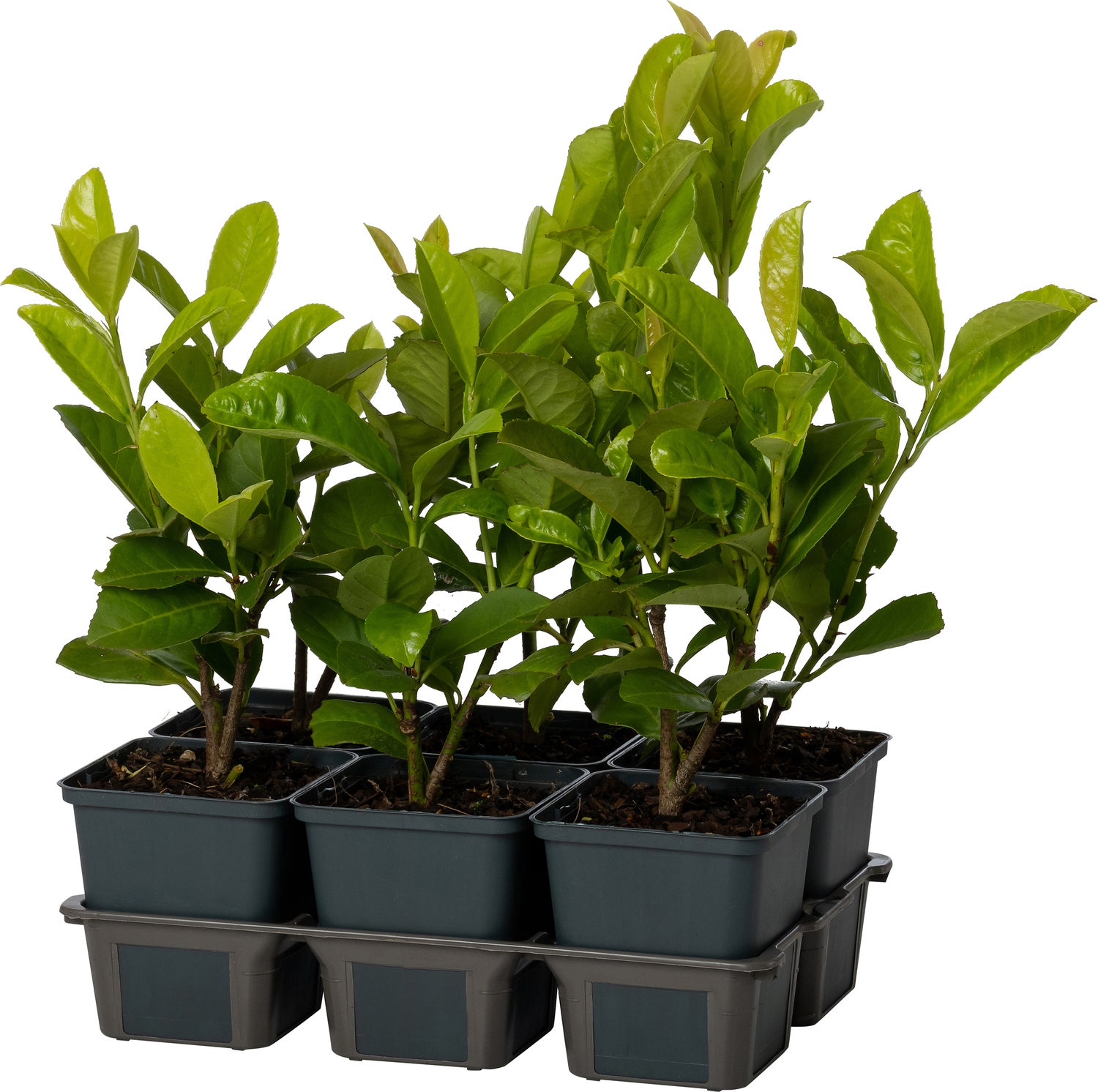 Laurierkers (Prunus laurocerasus) sixpack D 9 H 30 cm