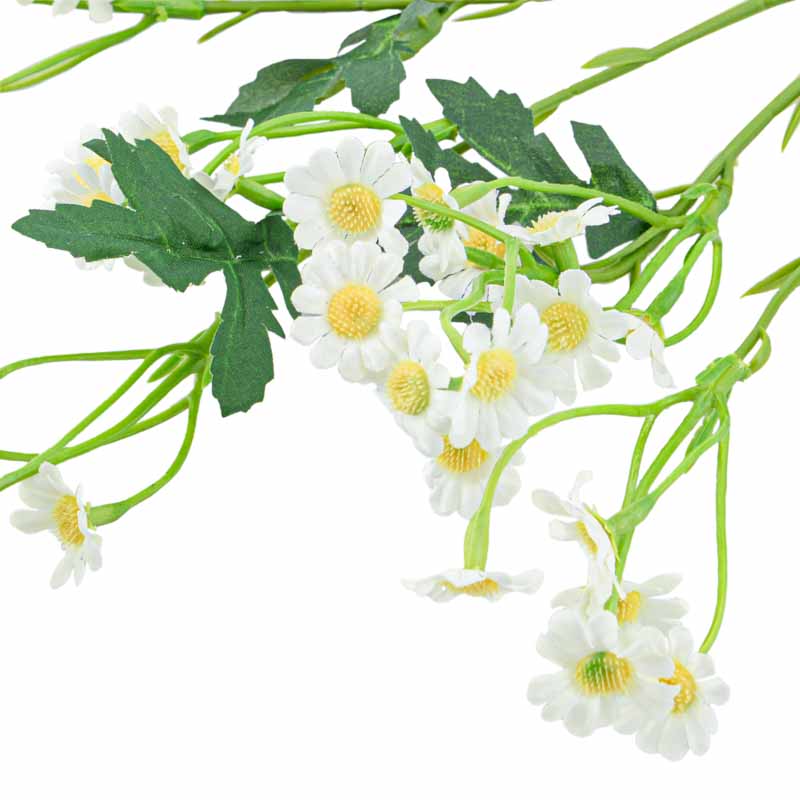 Branche de petites marguerites blanches