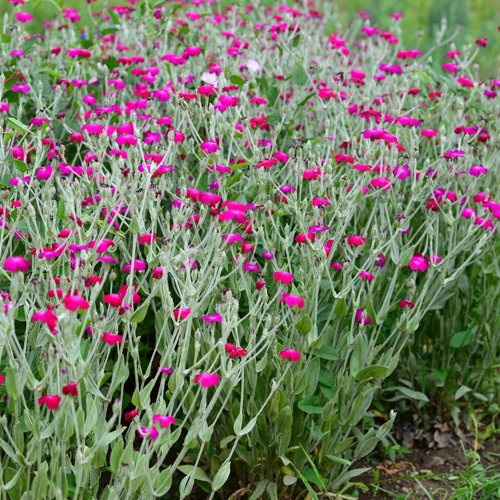 Lychnis cor. 'Atrosanguinea' Fløyelstjæreblomst 'Atrosanguinea' Ø11 cm