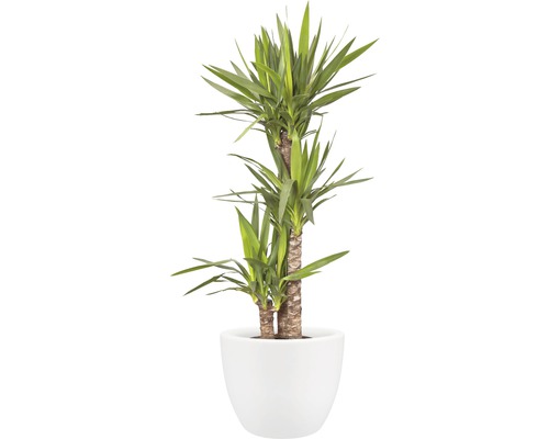 elho Pure zachte kunststof plantenpot, Ø 40 cm, H 30 cm, wit, inclusief wielen
