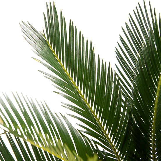 Palmier, Cycas Revoluta - pot D14cm