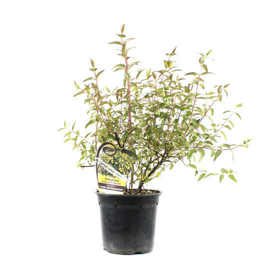 Hypericum x ' Hidcote '- pot de 4 litres