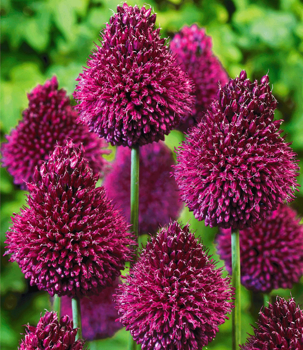 Allium 'Roter Zuckerhut'