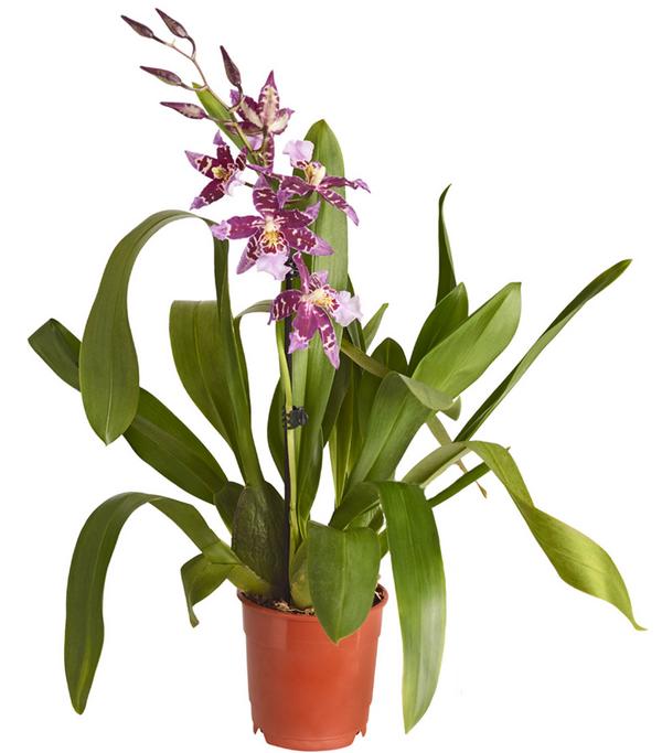 Zahnzungen-Orchidee - Odontoglossum-Hybriden,