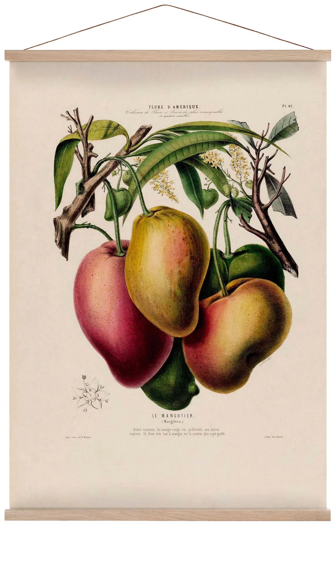 Le Mangotier