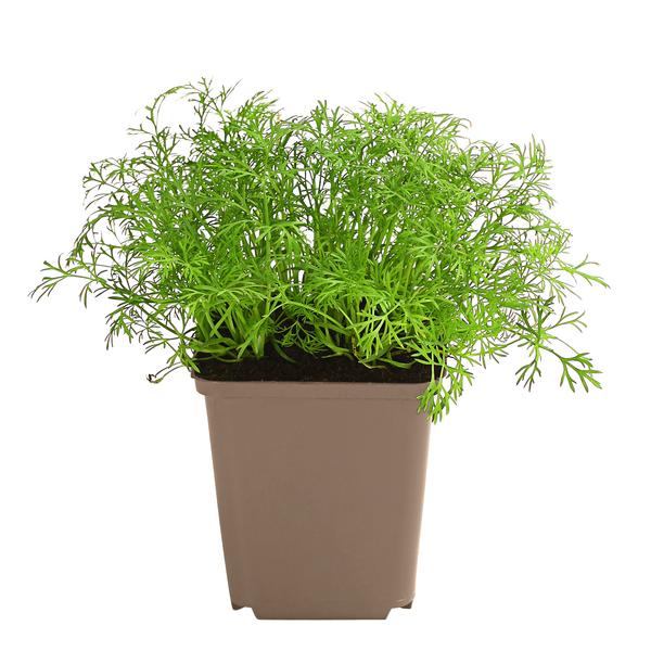 Dill