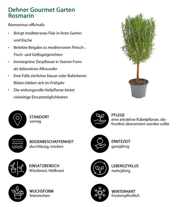 Dehner Gourmet Garten Rosmarin, Stamm