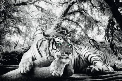 Poster Tiger is watching you, 61 x 91 cm