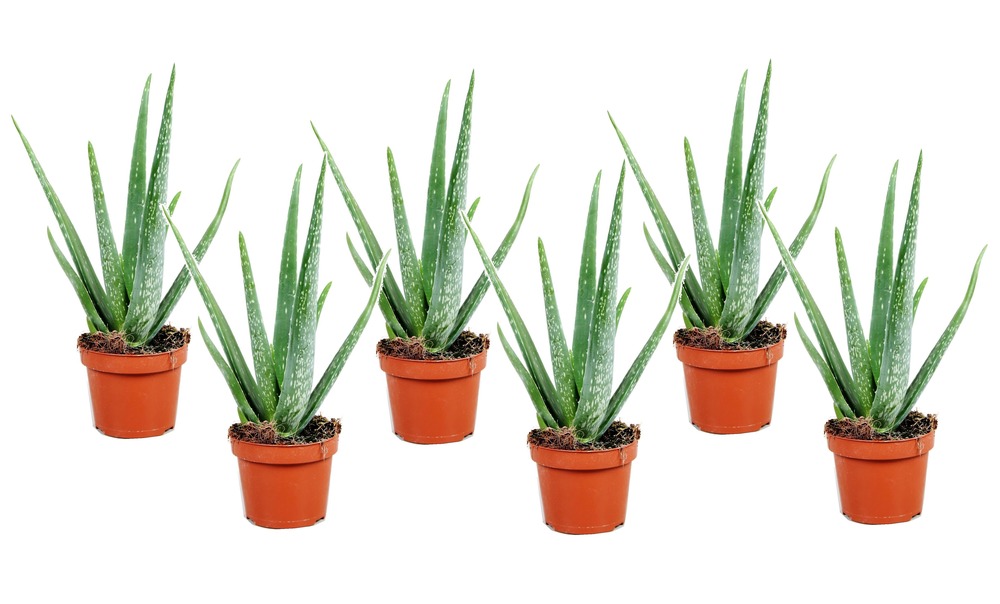 Aloe vera - set de 6 - succulentes - pots 10,5cm - hauteur 25-40cm