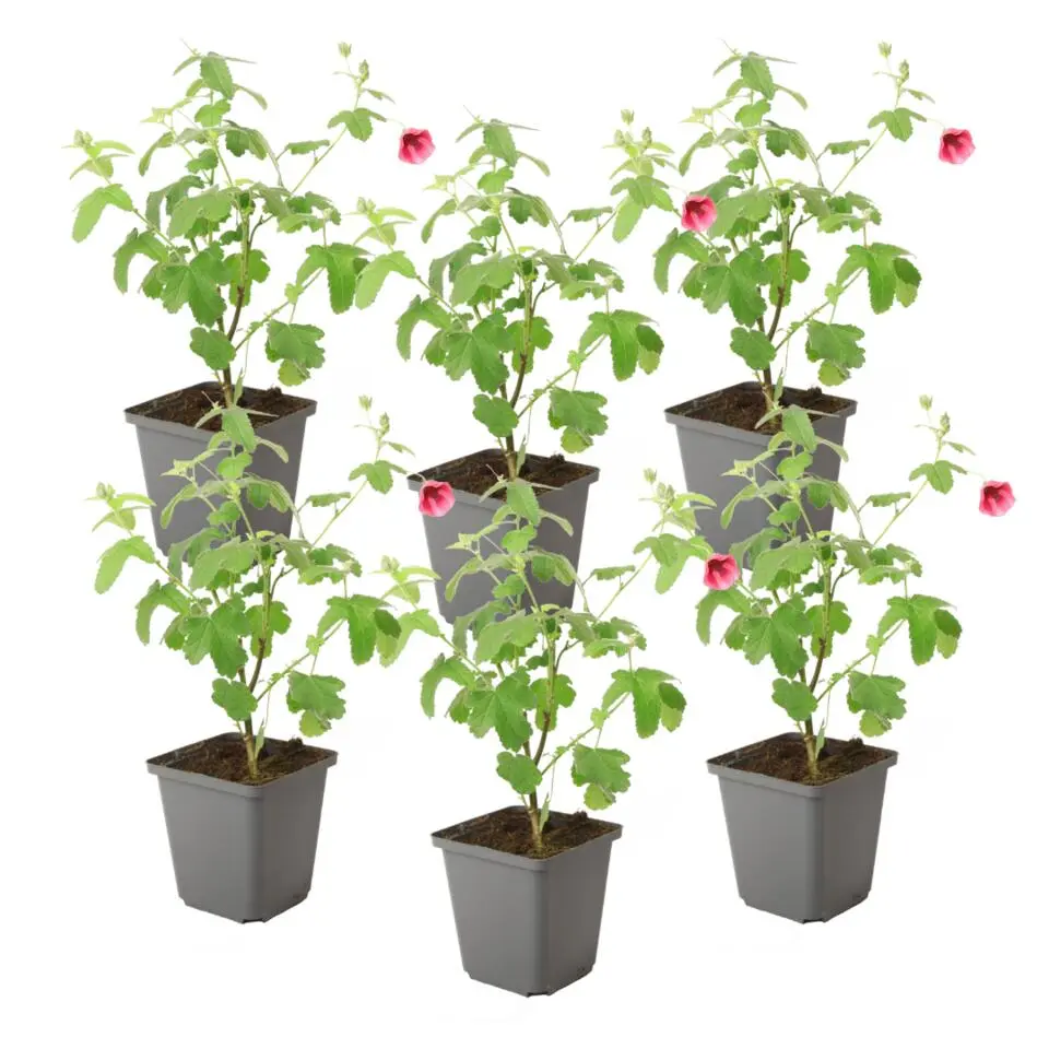 Kaapse malva - Set van 6 - Anisodontea 'El Rayo' - Hoogte 25-40cm - ⌀9cm