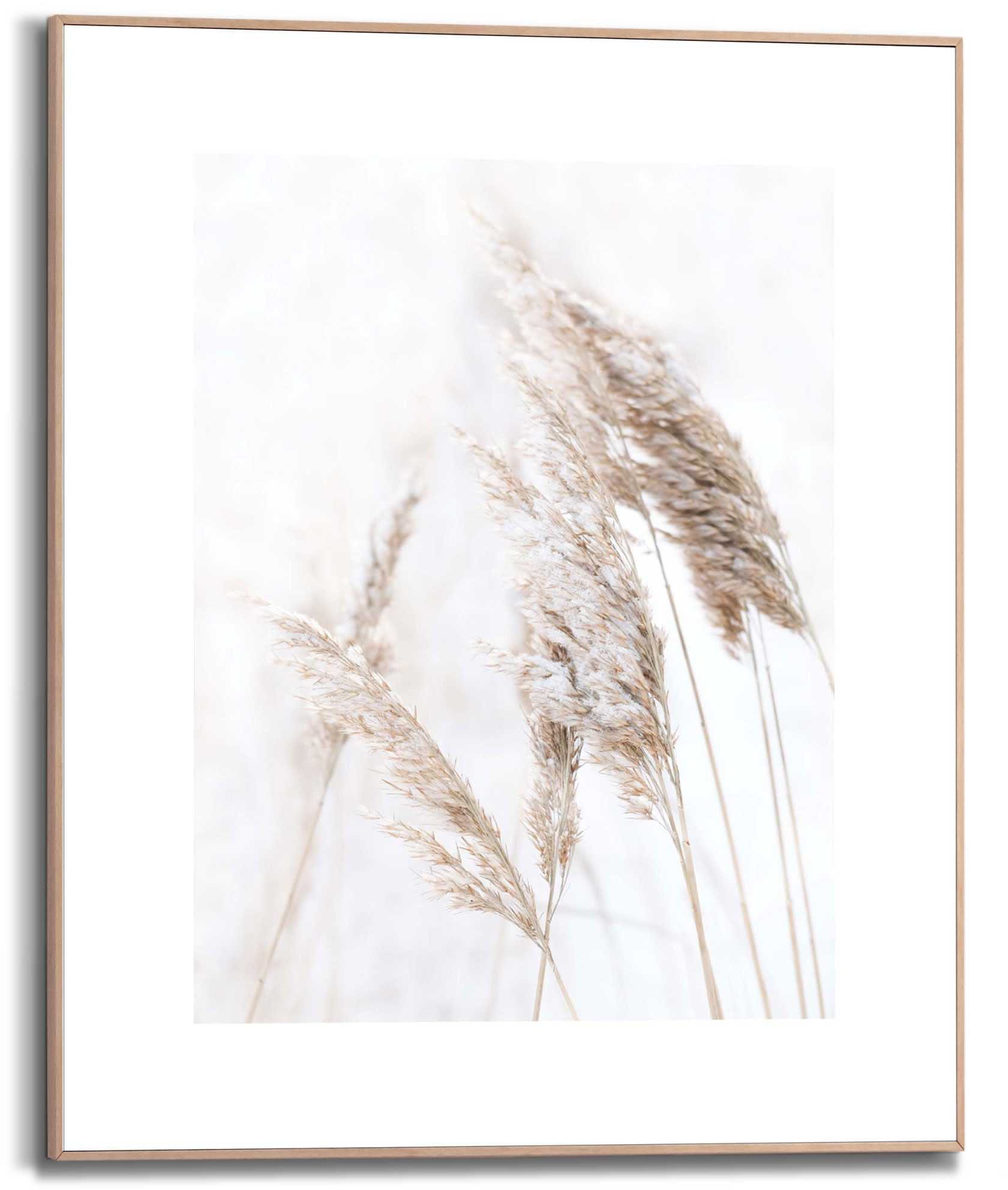 Reinders! Kunstdruck »Pampasgras«