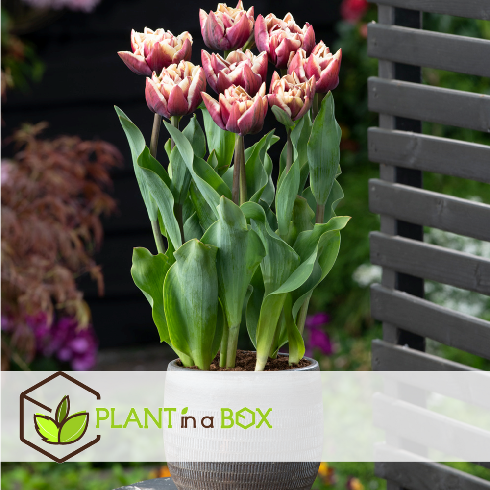 Tulipa wyndham - bulbes à fleurs x14 - tulipe - pourpre