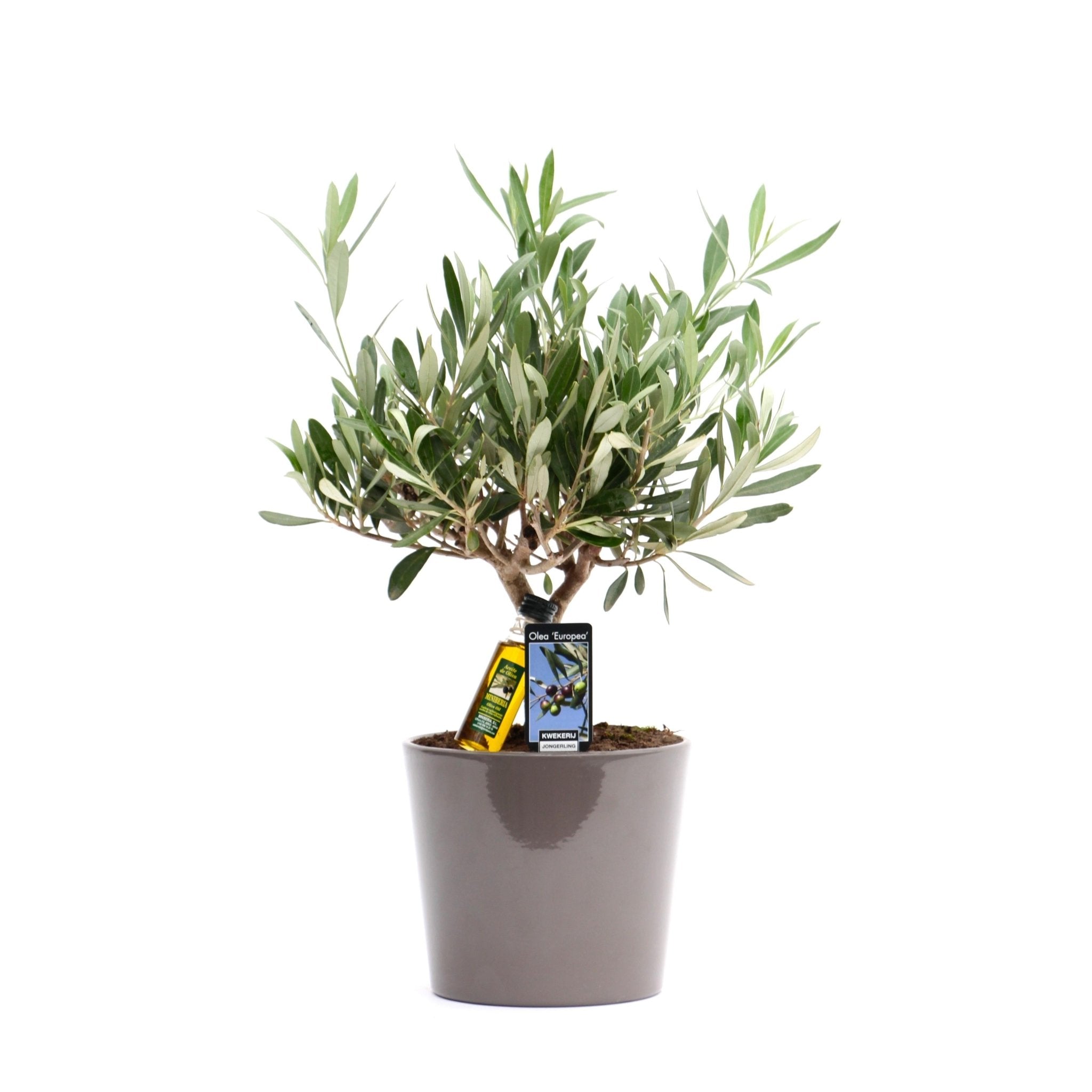 Olivier dans son pot céramique taupe h35cm