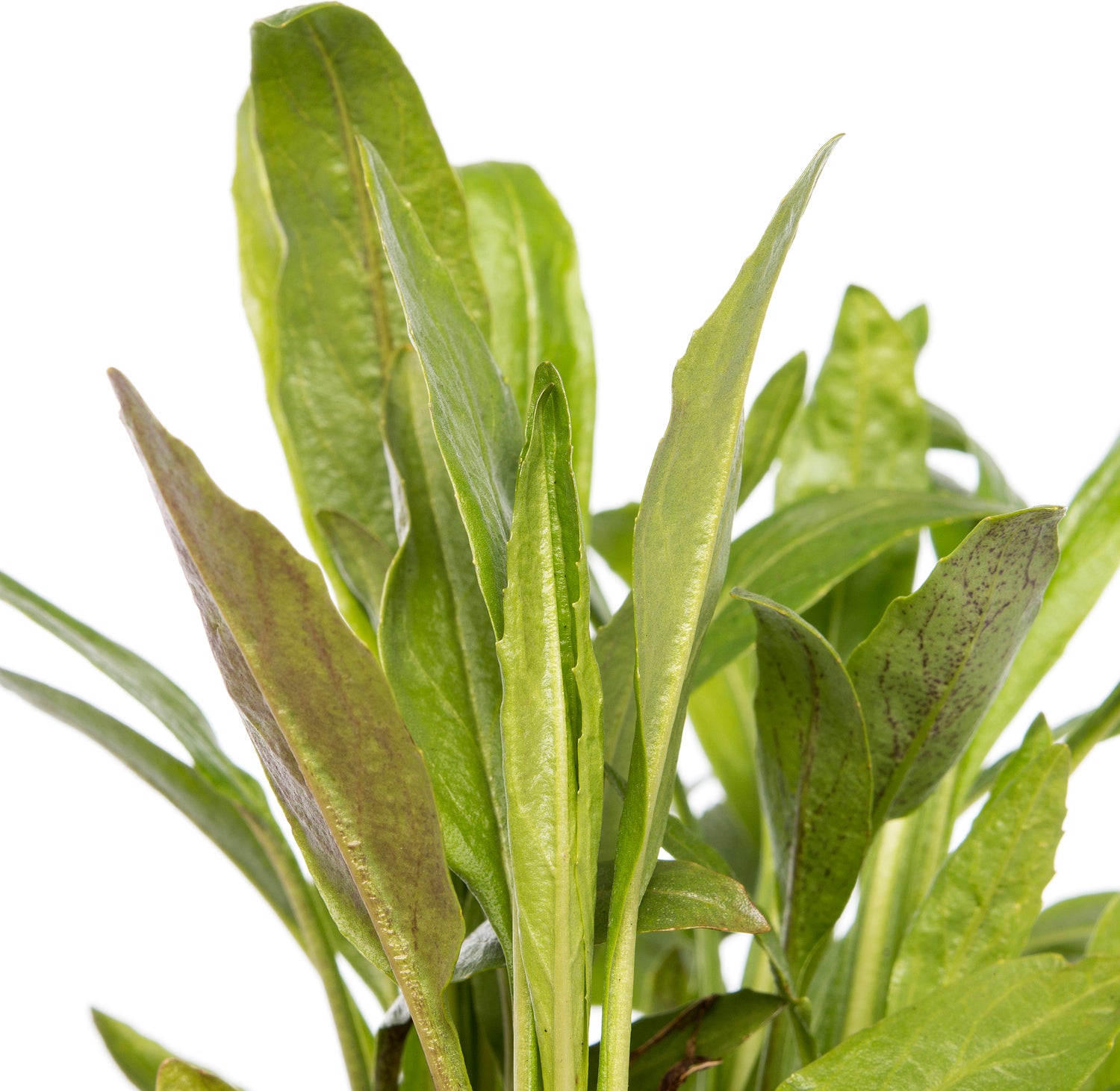 Scharnierplant (Physostegia virginiana 'Bouquet Rose') D 9 H 5 cm