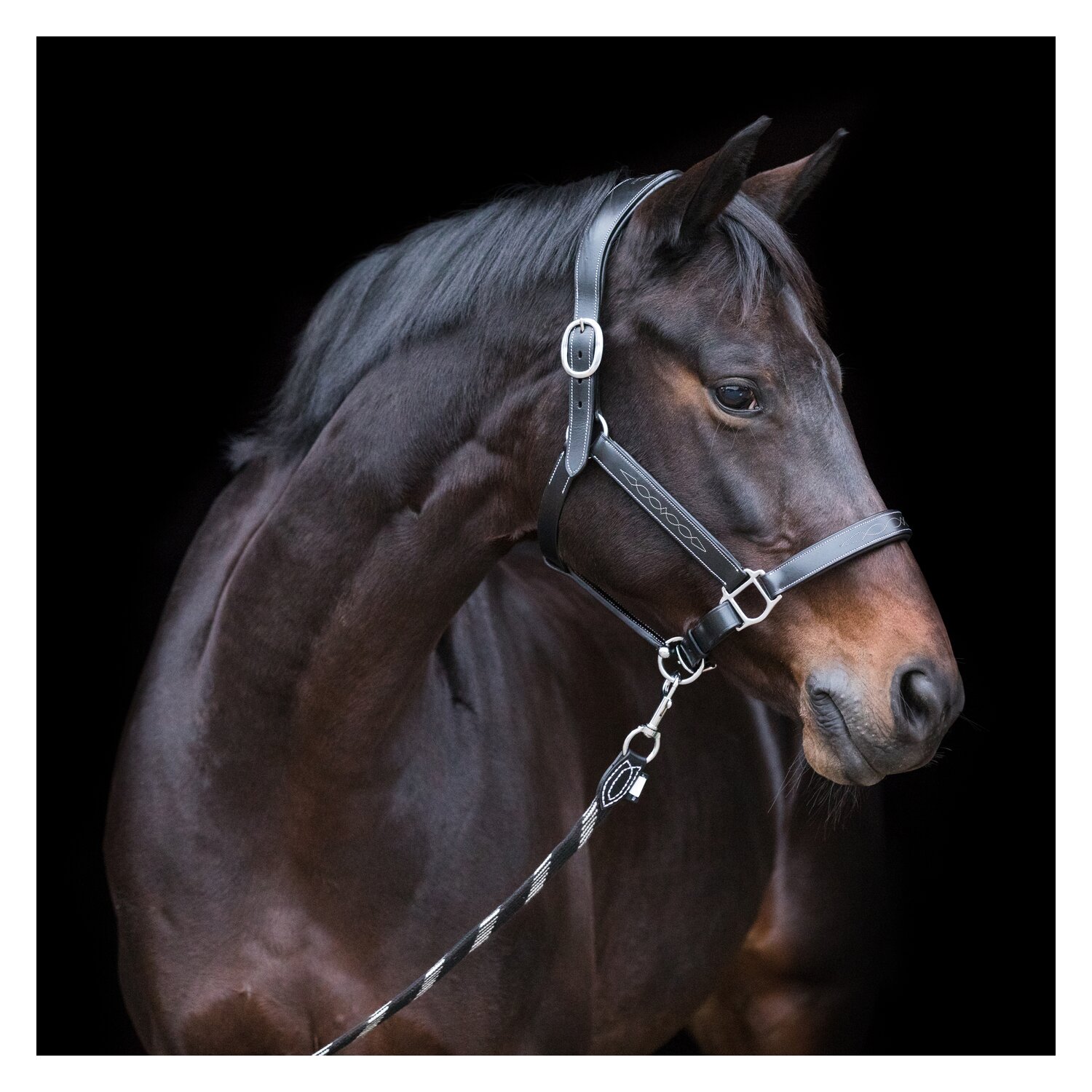 EQUINE MICROTEC Lederhalfter - black - Pony