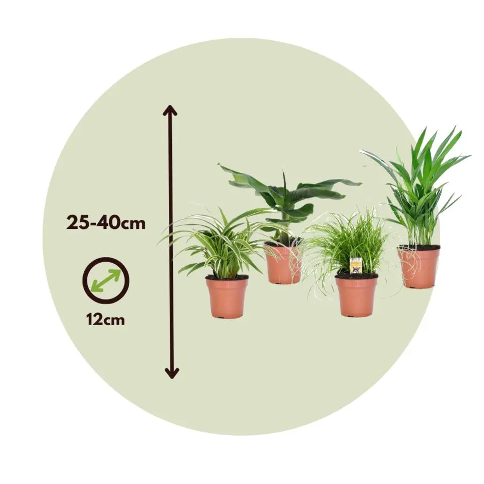 Huisdiervriendelijke planten - Set van 4 - Kamerplanten - Hoogte 25-40cm - ⌀12cm
