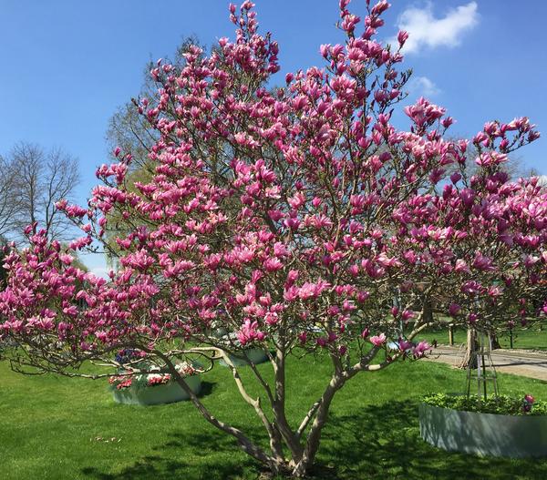 Purpur-Magnolie 'Susan'