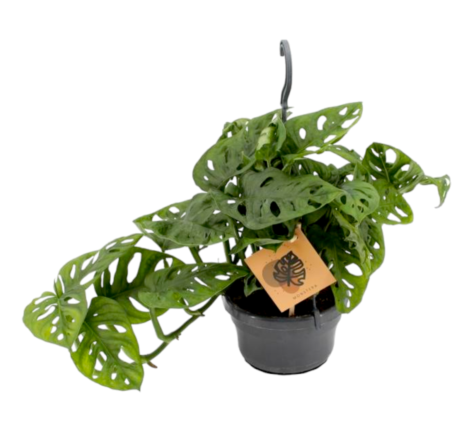 Plante d'intérieur - monstera monkey leaf à suspendre 30cm