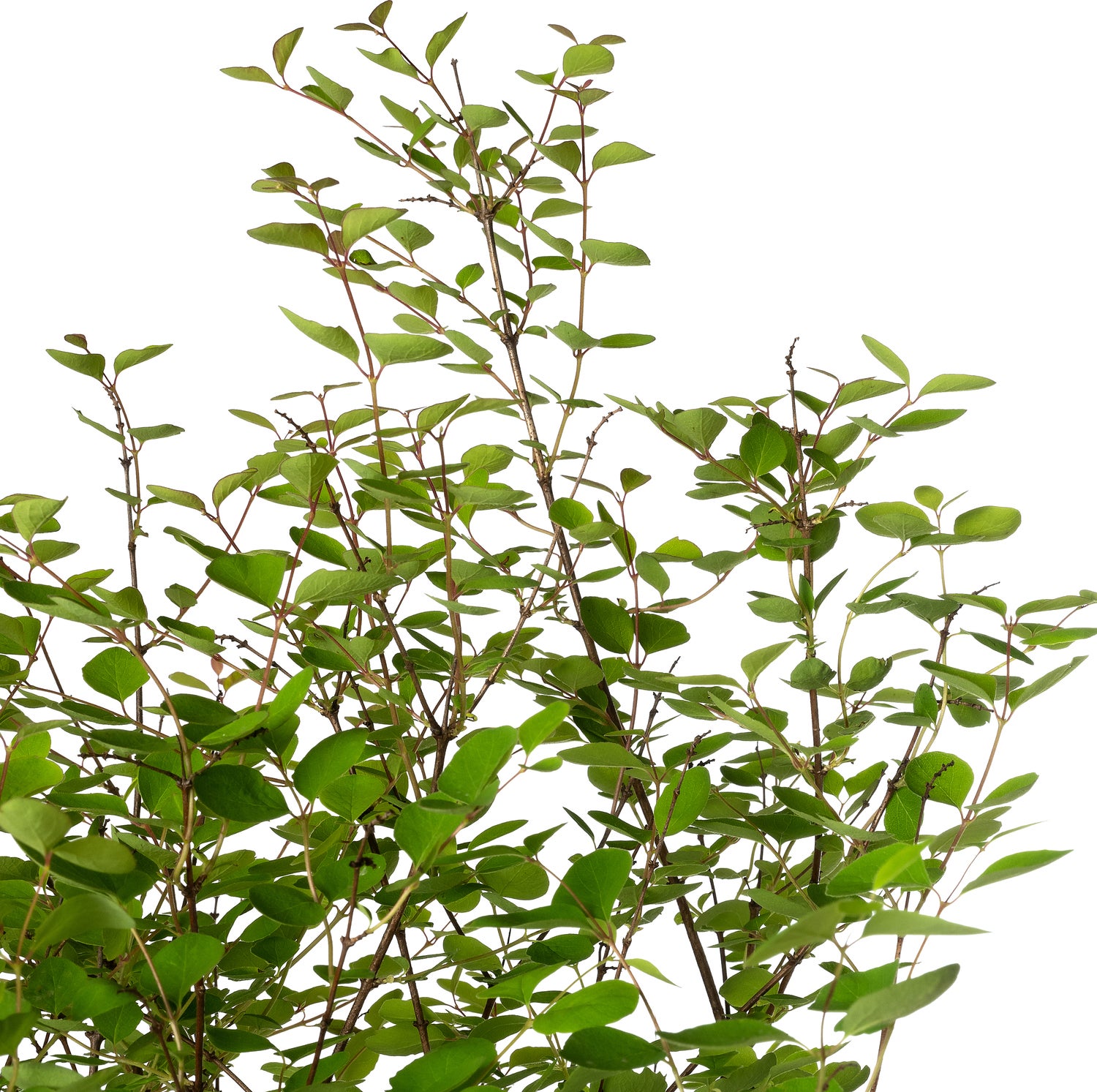 Sneeuwbes (Symphoricarpos doorenbosii 'Mother of Pearl') D 24 H 50 cm
