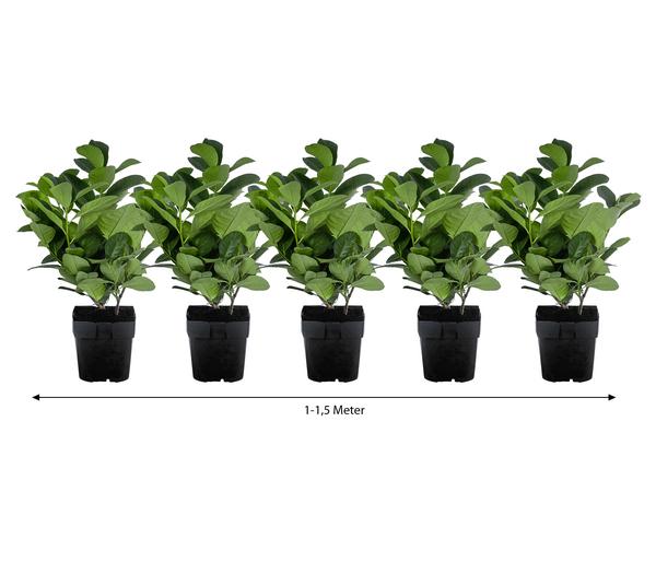 1-1,5 Meter Kirschlorbeer 'Etna', 5 x ca.