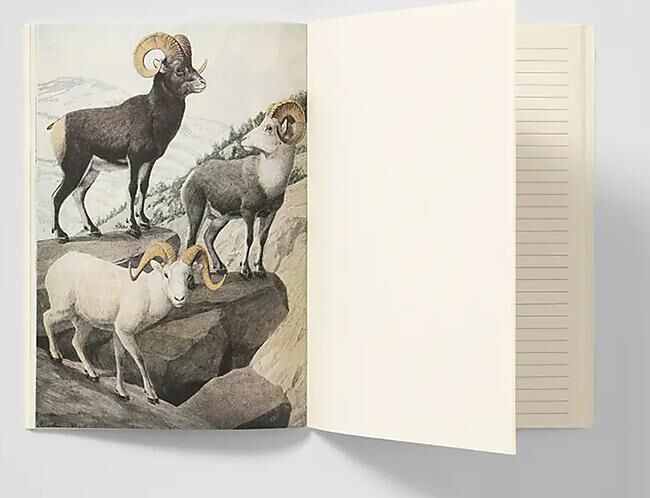 CARNET DE NOTES ANIMAUX SAUVAGES D AMERIQUE