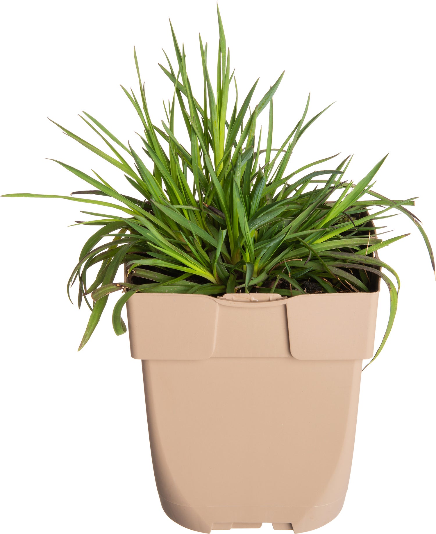 Kartuizer anjer (Dianthus carthusianorum) D 11 H 10 cm