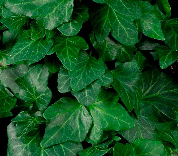 Hecke am laufenden Meter® 'Woerneri' - Efeu,