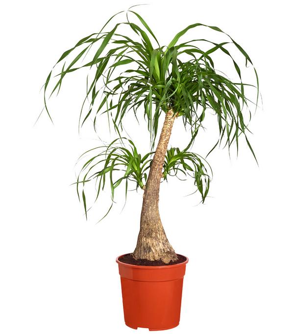 Elefantenfuß - Beaucarnea recurvata