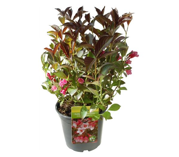 Weigelie 'Victoria'