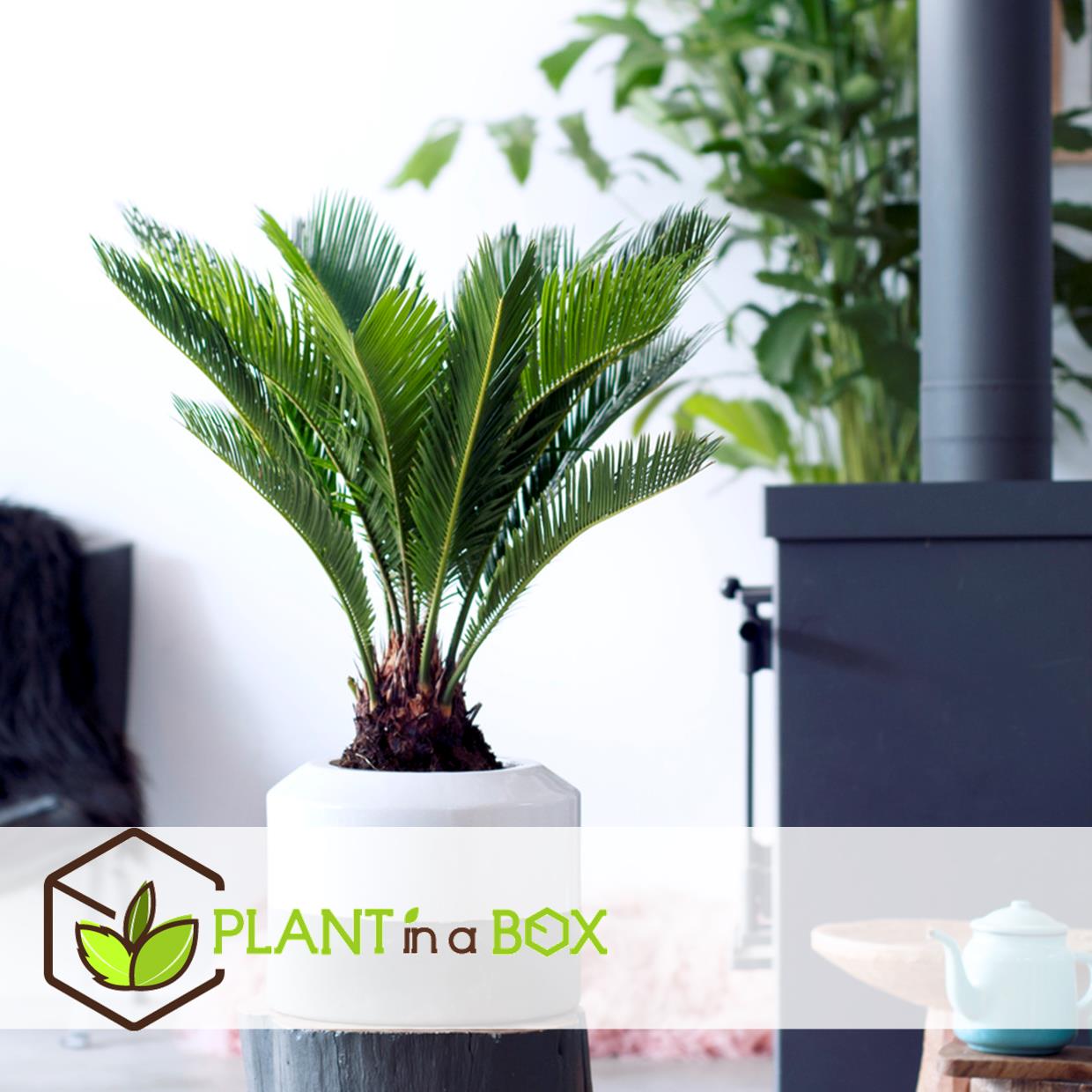 Cycas revoluta - fern palm - pot 15cm - hauteur 45-60cm