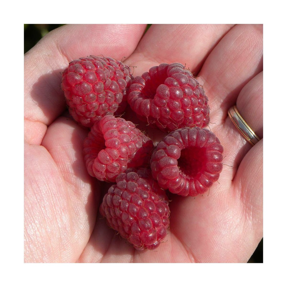 Framboisier idaeus marastar®/rubus idaeus marastar®[-]godet - 5/20 cm