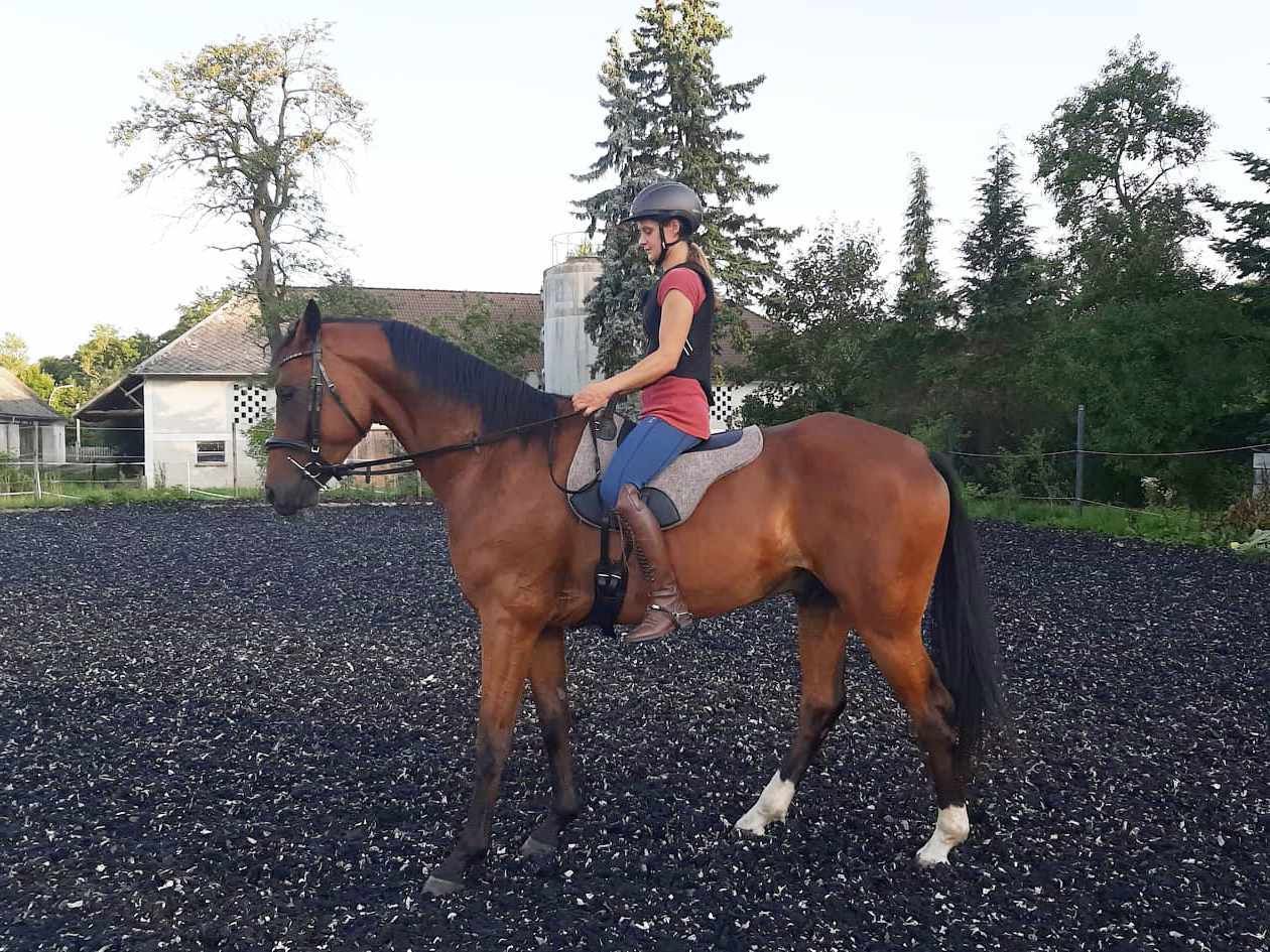 Harry`s Horse Bareback Pad