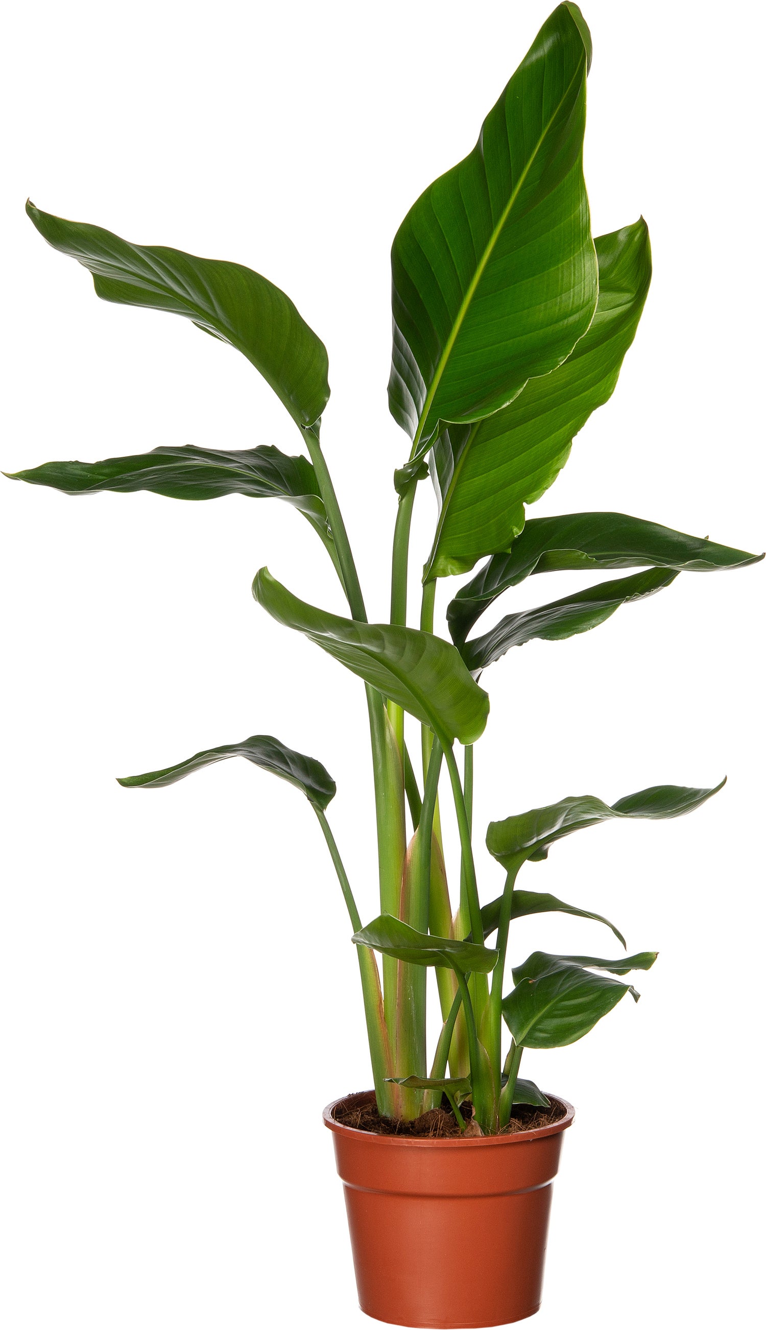 Paradijsvogelplant (Strelitzia nicolai) D 17 H 60 cm