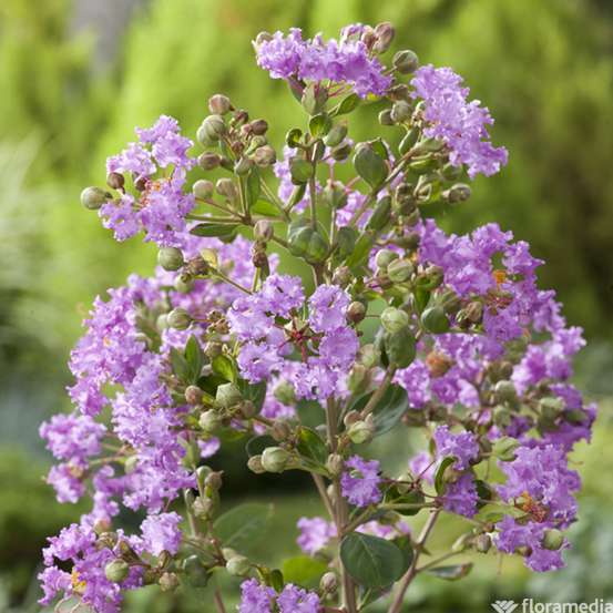 Lagerstroemia indica : H 40/60 cm ctr 4 litres