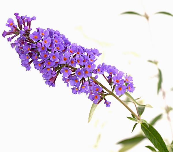 Sommerflieder, verschiedene Sorten