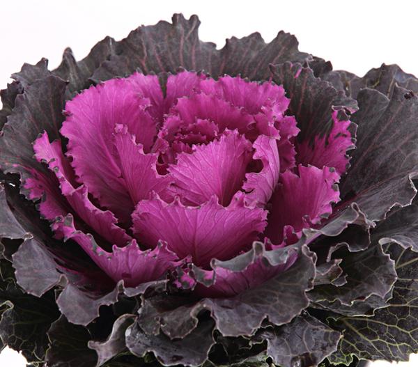 Zierkohl