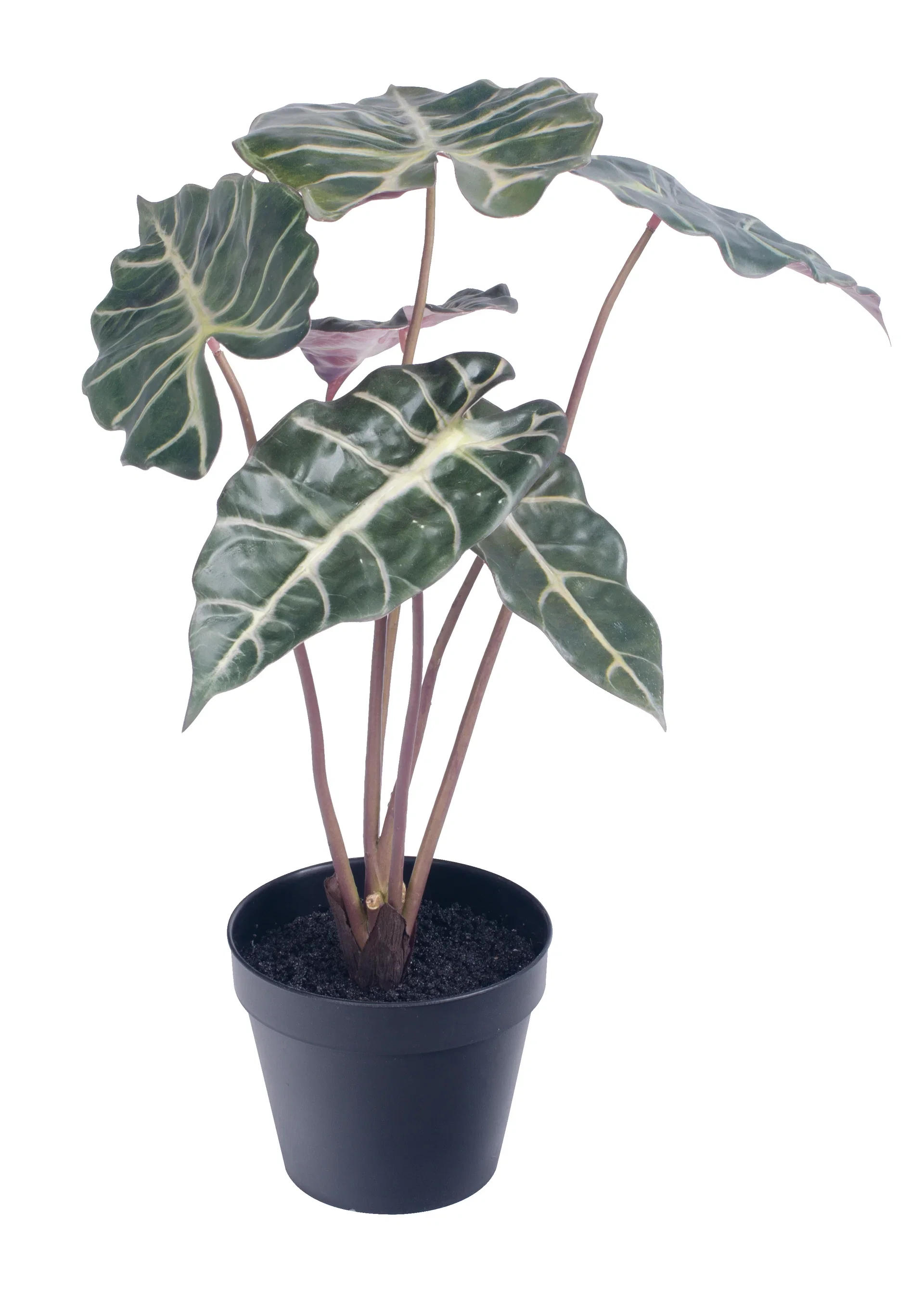 Alocasia 'Amazonica' kunstig Høyde 41 cm
