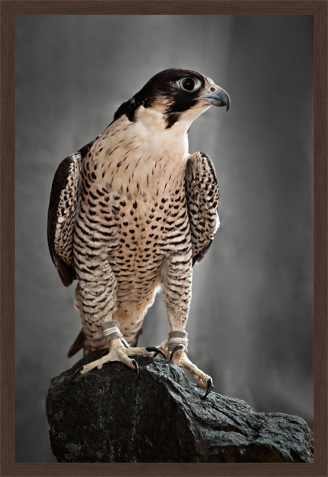 Peregrine Hunting Falcon by Tariq Dajani - Limited Edition. Edition of: 100. Signed.