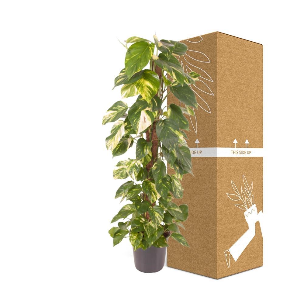 Plante d'intérieur - epipremnum pinnatum 120.0cm