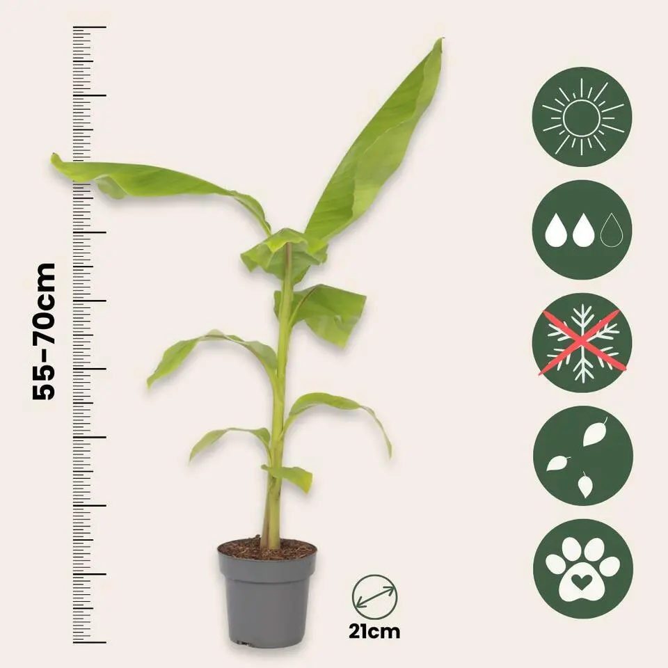 Bananenplant - Musa basjoo - Hoogte 55-70cm - ⌀21cm