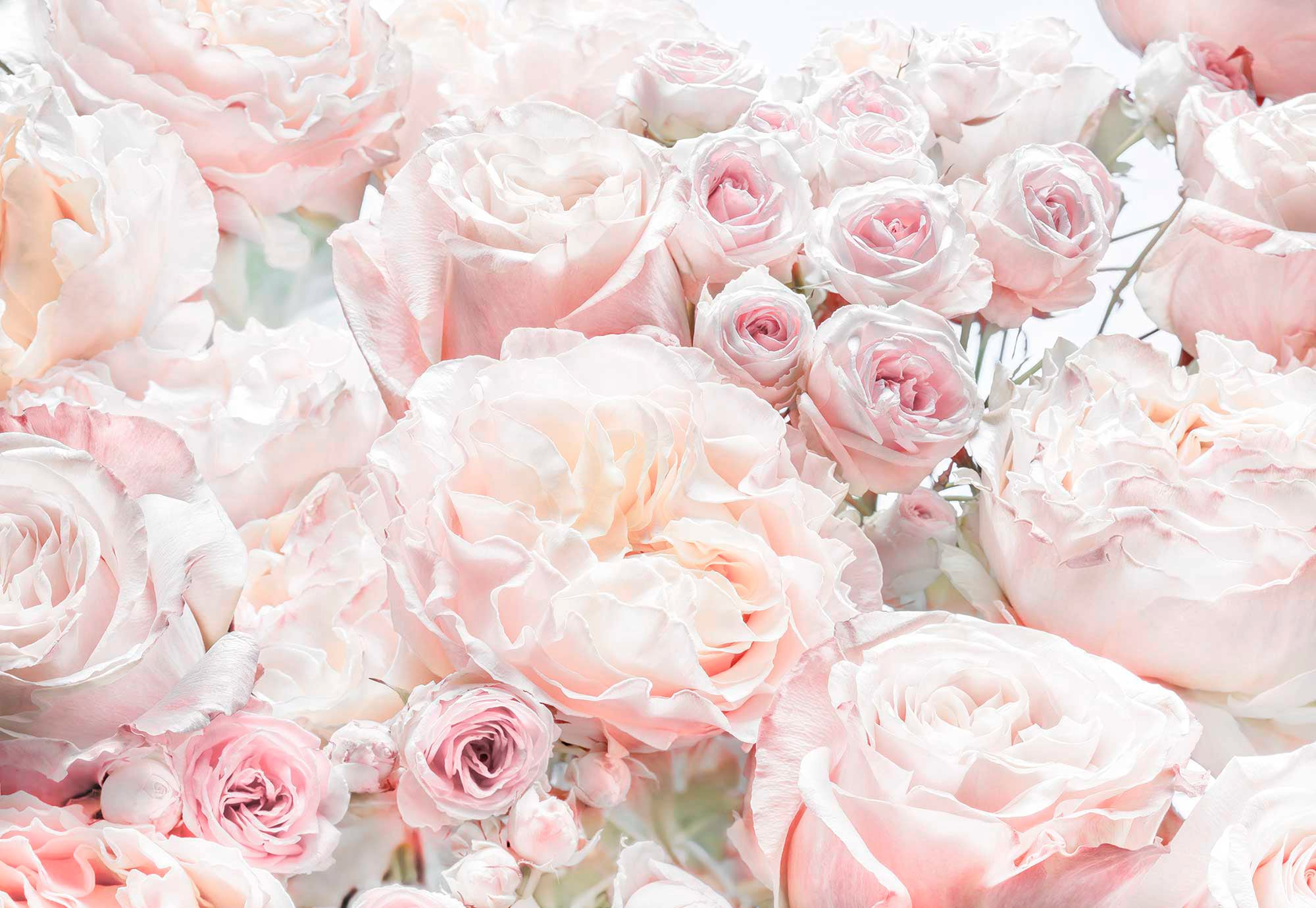 Komar Fototapete »Spring Roses - Grösse 368 x 254 cm« bedruckt glatt Wohnzimmer, Schlafzimmer