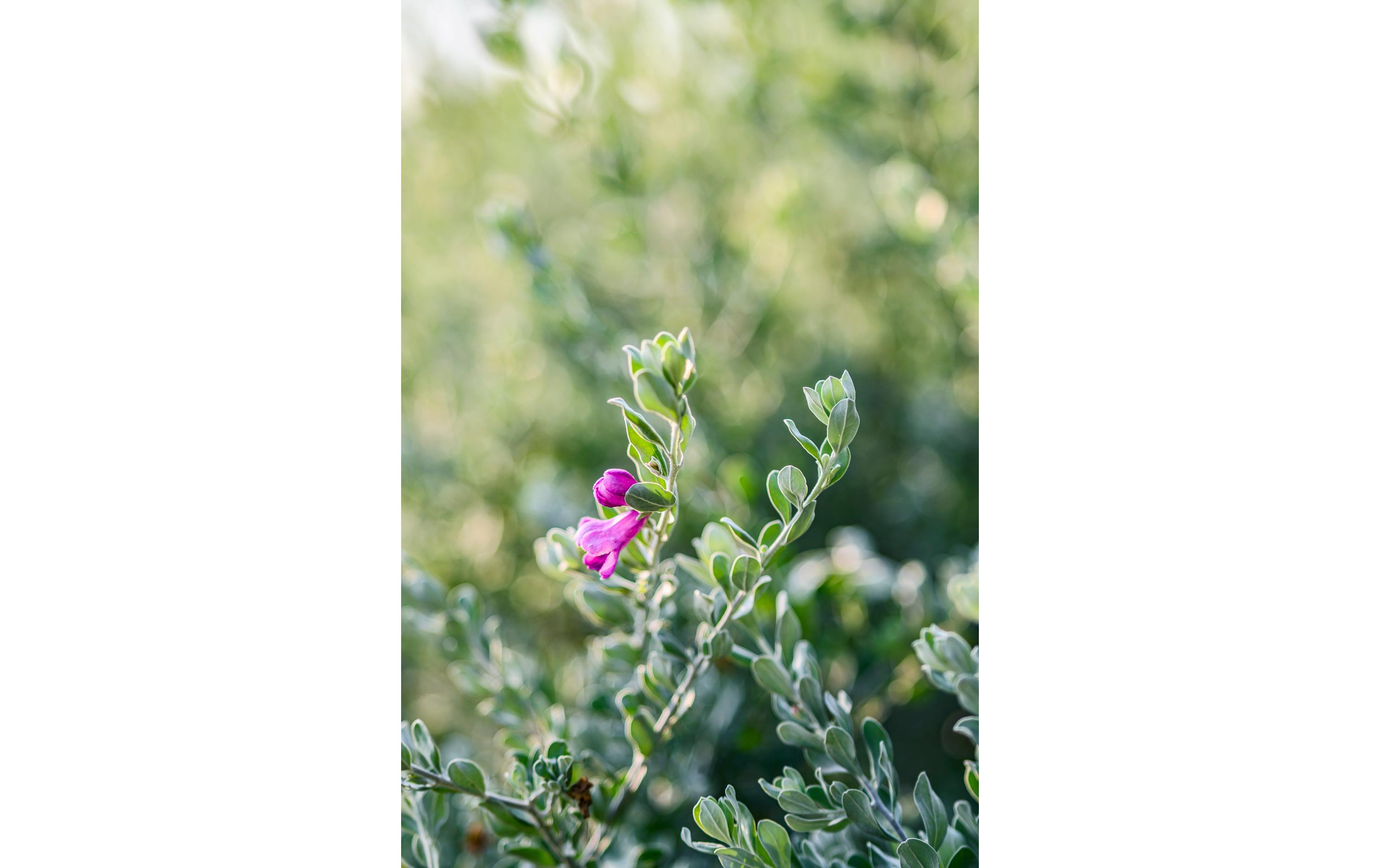 Festbrennweite AF 85mm F/1.8 – Nikon Z<br>Festbrennweitenobjektiv mit STM-Autofokusmotor
